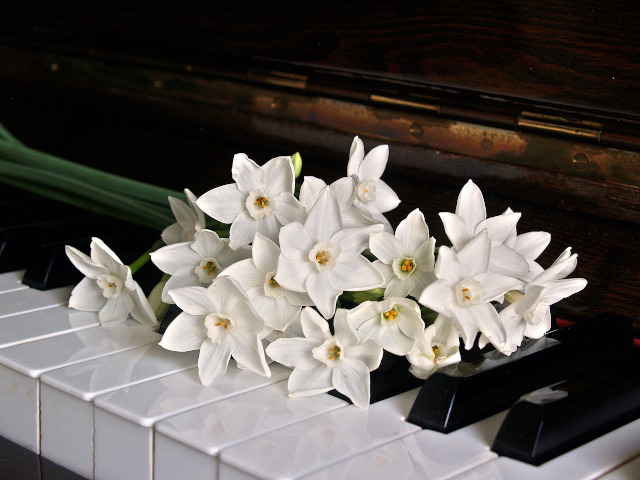 piano keys with jonquil narcissi